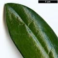 SpeciesSub: subsp. heptamerum var. micranthum